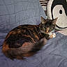 Fish joined the competition — help win amazing prizes! animal, blanket, cat, couch, cozy, domestic, feline, fur, home, indoor, looking, penguin_pillow, pet, pillow, quilt, relaxing, resting, tail, tortoiseshell, whiskers