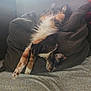 Fish joined the competition — help win amazing prizes! animal, bedspread, calico, cat, cozy, curtains, cushion, feline, fur, home, indoor, paws, pet, relaxing, resting, sleeping, soft_light, stretching, upside_down, window
