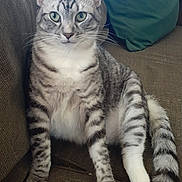 Penelope is registered to the contest to win money with this photo: cat, tabby_cat, green_eyes, striped_fur, sitting, couch, indoor, pet, feline, relaxed, fur, whiskers, pillow, home, domestic_animal, looking_at_camera, animal, mammal, tail, paw