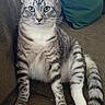 animal, cat, couch, domestic_animal, feline, fur, green_eyes, home, indoor, looking_at_camera, mammal, paw, pet, pillow, relaxed, sitting, striped_fur, tabby_cat, tail, whiskers