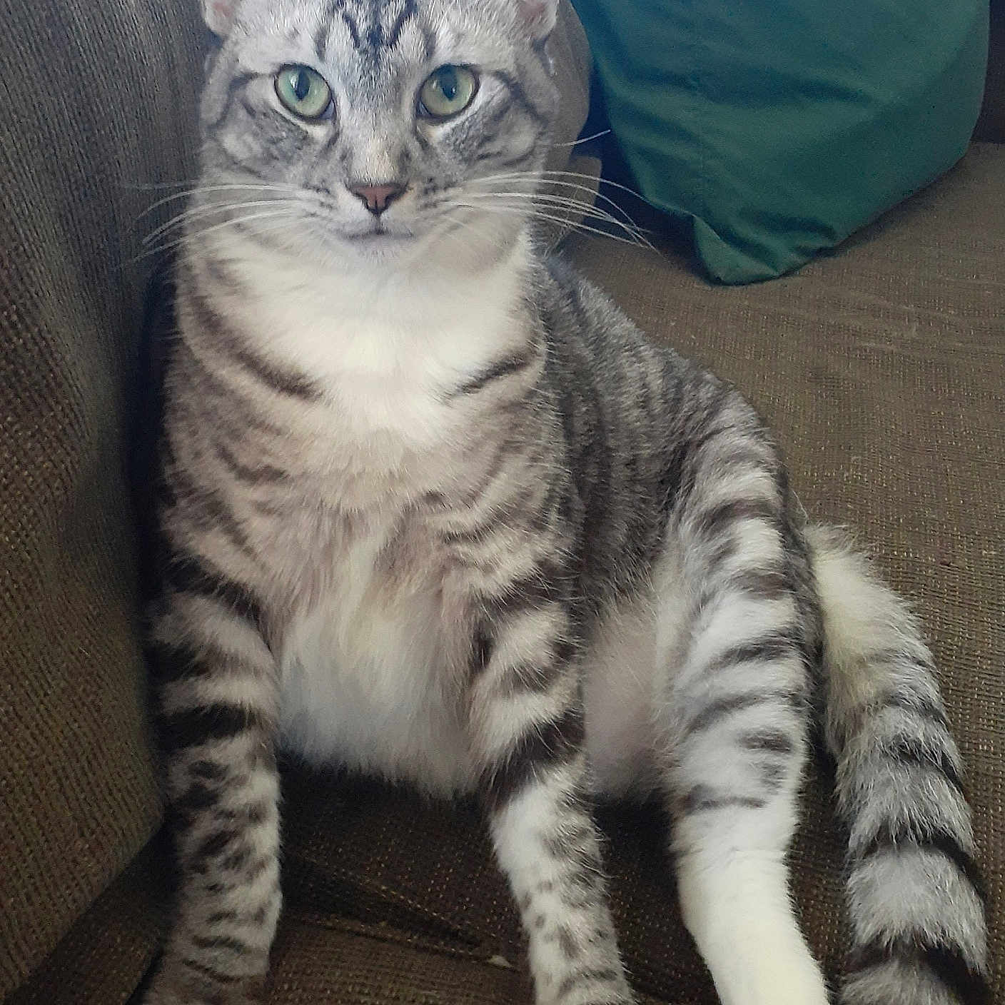 Penelope is registered to the contest to win money with this photo: cat, tabby_cat, green_eyes, striped_fur, sitting, couch, indoor, pet, feline, relaxed, fur, whiskers, pillow, home, domestic_animal, looking_at_camera, animal, mammal, tail, paw