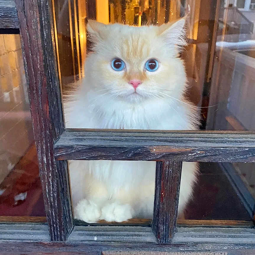 Hooper joined the competition — help win amazing prizes! angora, animal, architecture, building, cat, door, drawer, furniture, indoors, interiordesign, kitten, manx, outdoors, pet, shelf, shelter, siamese, window, windowsill, wood