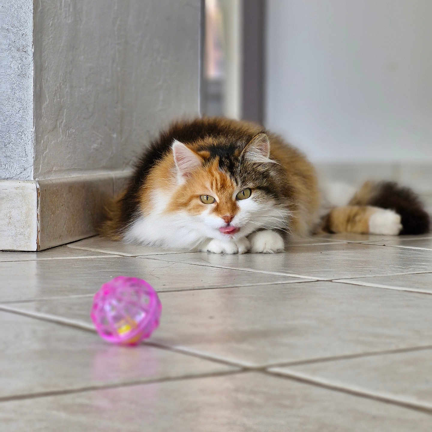 Minouche participe au concours pour gagner de l'argent avec cette photo : abyssinian, angora, animal, cat, hardwood, kitten, manx, pet, purple, siamese, sphere, tile, wood