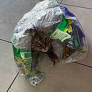 Altesse a rejoint le concours — aidez-le/la à gagner de superbes lots ! cat, plastic_bag, tile_floor, curious, pet, indoor, playful, animal, feline, wide_eyes, crinkled, hiding, messy, transparent, cute, brown_tabby, paws, whiskers, fur, floor