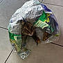 cat, plastic_bag, tile_floor, curious, pet, indoor, playful, animal, feline, wide_eyes, crinkled, hiding, messy, transparent, cute, brown_tabby, paws, whiskers, fur, floor