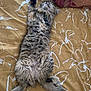 Altesse a rejoint le concours — aidez-le/la à gagner de superbes lots ! cat, fluffy, bed, bedspread, pattern, mustard_yellow, stretching, relaxed, sleeping, paw, fur, tabby, indoor, pet, animal, cute, cozy, resting, whiskers, tail