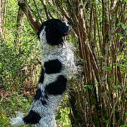 Mack a rejoint le concours — aidez-le/la à gagner de superbes lots ! dog, black_and_white, standing, outdoor, greenery, trees, bushes, nature, curious, fur, animal, canine, forest, plants, leaves, moss, daylight, side_view, alert, wildlife