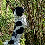 dog, black_and_white, standing, outdoor, greenery, trees, bushes, nature, curious, fur, animal, canine, forest, plants, leaves, moss, daylight, side_view, alert, wildlife