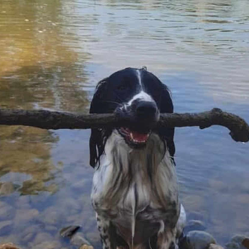 Mack participe au concours pour gagner de l'argent avec cette photo : animal, black_and_white, bridge, canine, daylight, dog, happy, nature, outdoor, pet, playful, river, riverbank, rocks, shallow_water, sitting, stick, summer, tongue_out, water