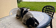 Mack participe au concours pour gagner de l'argent avec cette photo : dog, black_and_white, table, outdoor, grass, pool_cover, plastic_chair, backyard, pet, relaxed, canine, animal, resting, decorative_table, garden, summer, daylight, nature, home, furniture