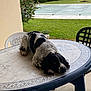 dog, black_and_white, table, outdoor, grass, pool_cover, plastic_chair, backyard, pet, relaxed, canine, animal, resting, decorative_table, garden, summer, daylight, nature, home, furniture
