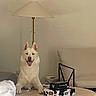 Sky joined the competition — help win amazing prizes! blue_eyes, couch, cozy, dog, furniture, game_boxes, happy, home, household, indoor, lamp, living_room, pet, pull_chain, relaxed, round_table, smiling_dog, table, tongue_out, white_dog