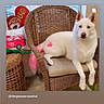 Sky is registered to the contest to win money with this photo: animal, blue_eyes, companion, cushion, cute, decor, dog, domestic, furniture, heart_shaped_pillow, house, indoor, pet, pink_mark, pink_tail, relaxed, sitting, white_dog, wicker_chair, window