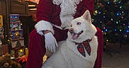 Sky joined the competition — help win amazing prizes! beard, bow_tie, carpet, christmas_lights, christmas_tree, dog, festive, gift_boxes, glasses, happy, holiday_decor, holiday_season, indoor, red_suit, santa_claus, seated_person, smiling_dog, teddy_bear, warm_lighting, white_dog