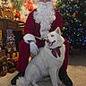 beard, bow_tie, carpet, christmas_lights, christmas_tree, dog, festive, gift_boxes, glasses, happy, holiday_decor, holiday_season, indoor, red_suit, santa_claus, seated_person, smiling_dog, teddy_bear, warm_lighting, white_dog