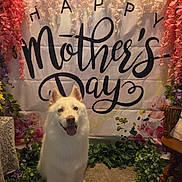 Sky joined the competition — help win amazing prizes! banner, carpet, celebration, chair, cute, decorations, dog, festive, floral_arrangement, flowers, greenery, happy, indoor, mother's_day, pet, portrait, sitting, smiling, white_dog, wooden_chair
