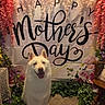 banner, carpet, celebration, chair, cute, decorations, dog, festive, floral_arrangement, flowers, greenery, happy, indoor, mother's_day, pet, portrait, sitting, smiling, white_dog, wooden_chair