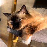 Milo a rejoint le concours — aidez-le/la à gagner de superbes lots ! blue_eyes, cat, chair, close_up, cozy, domestic_animal, ear, feline, fluffy, furniture, indoor, long_hair, paw, portrait, relaxed, shallow_depth_of_field, sleepy, soft_light, table_leg, whiskers