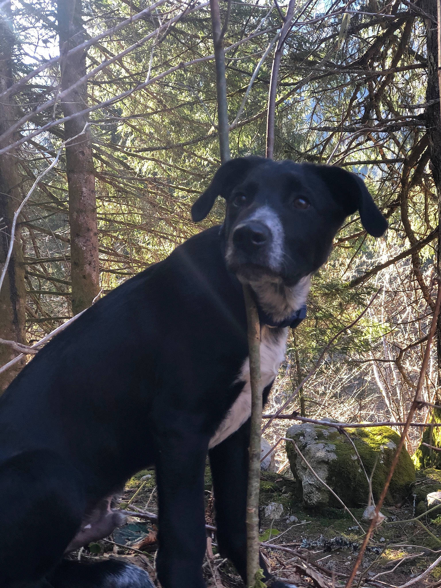 Pongo a rejoint le concours — aidez-le/la à gagner de superbes lots ! adventure, blue_lacy, borador, canidae, carnivore, dog, dog_breed, eurohound, feist, forest, hunting_dog, labrador_retriever, mammal, mountain_cur, patterdale_terrier, plant, sporting_group, tree, vertebrate, woodland