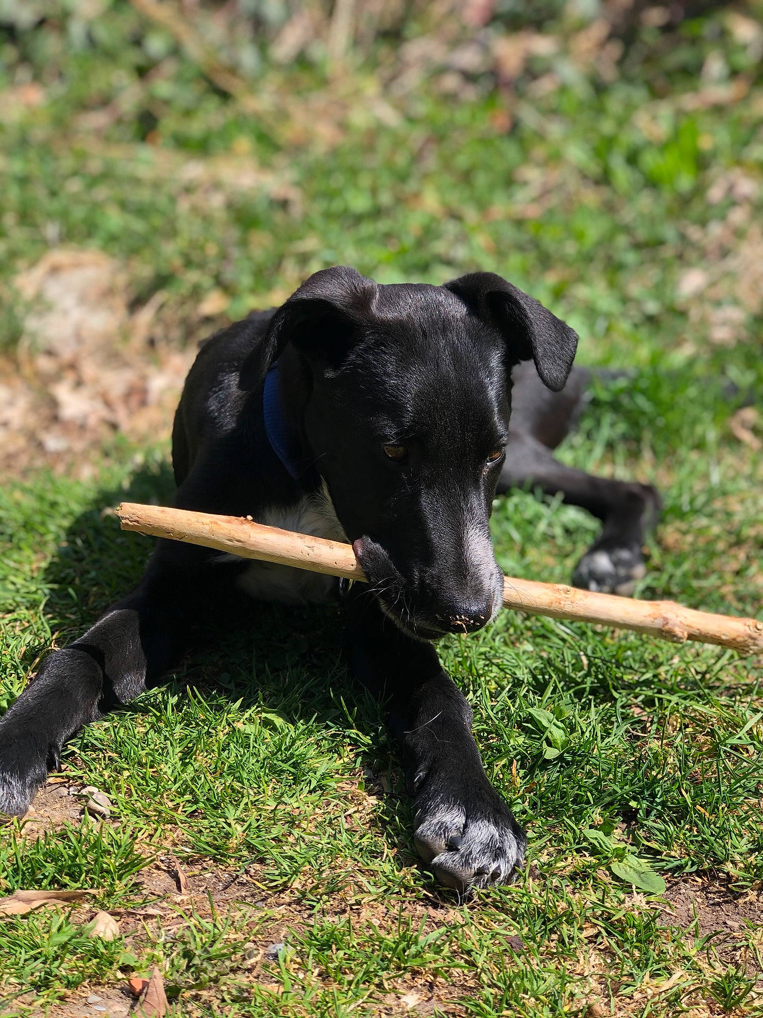 Pongo participe au concours pour gagner de l'argent avec cette photo : borador, canidae, carnivore, dog, dog_breed, grass, hunting_dog, labrador_retriever, mammal, patterdale_terrier, plant, snout, sporting_group