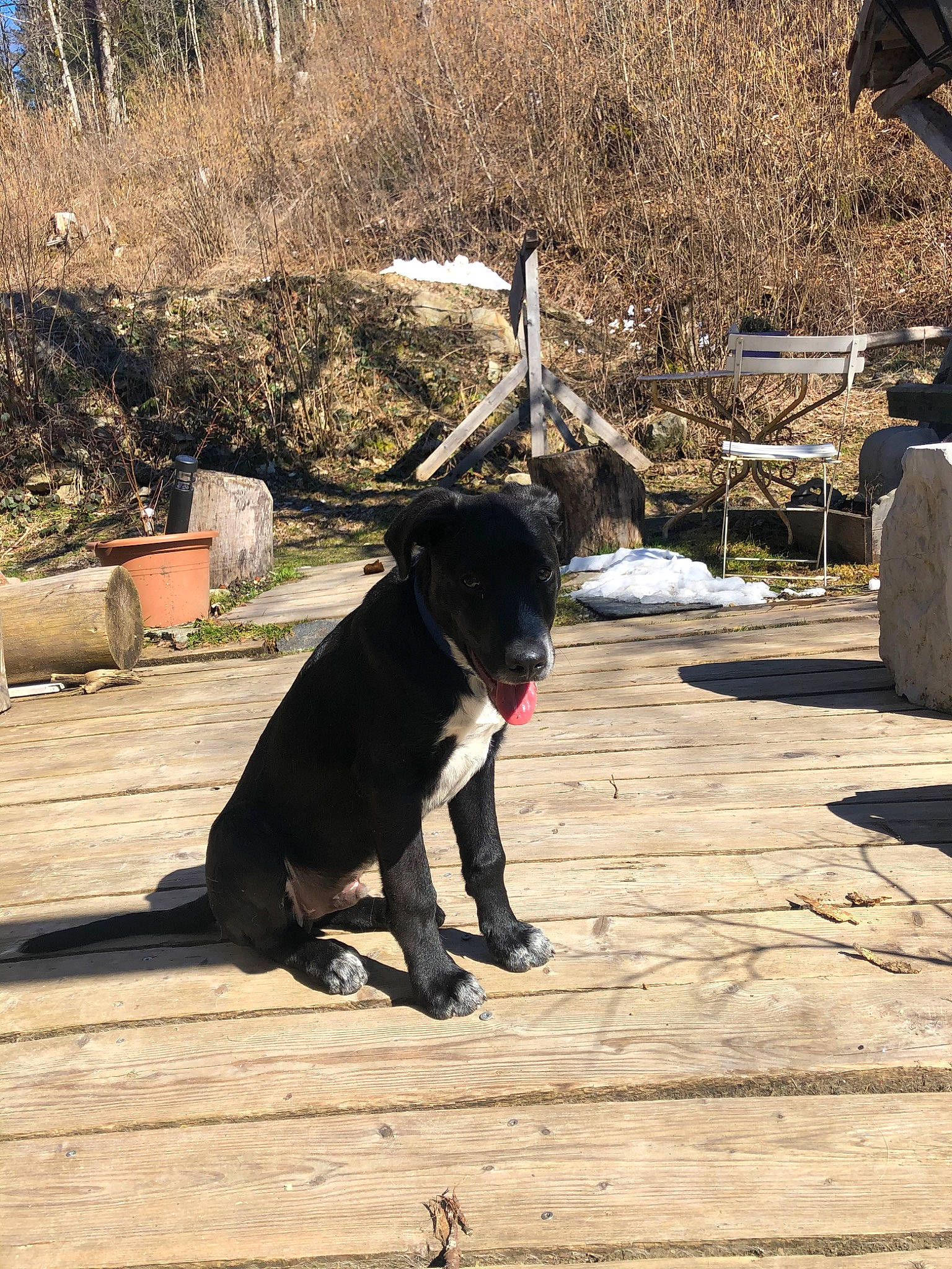 Pongo a rejoint le concours — aidez-le/la à gagner de superbes lots ! adventure, borador, canidae, carnivore, dog, dog_breed, formosan_mountain_dog, hunting_dog, sporting_group, tail, tree