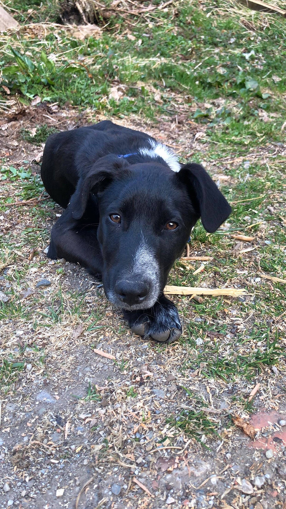 Pongo participe au concours pour gagner de l'argent avec cette photo : beagador, borador, canidae, carnivore, dog, dog_breed, hunting_dog, labrador_retriever, mammal, patterdale_terrier, rare_breed_dog, snout, sporting_group