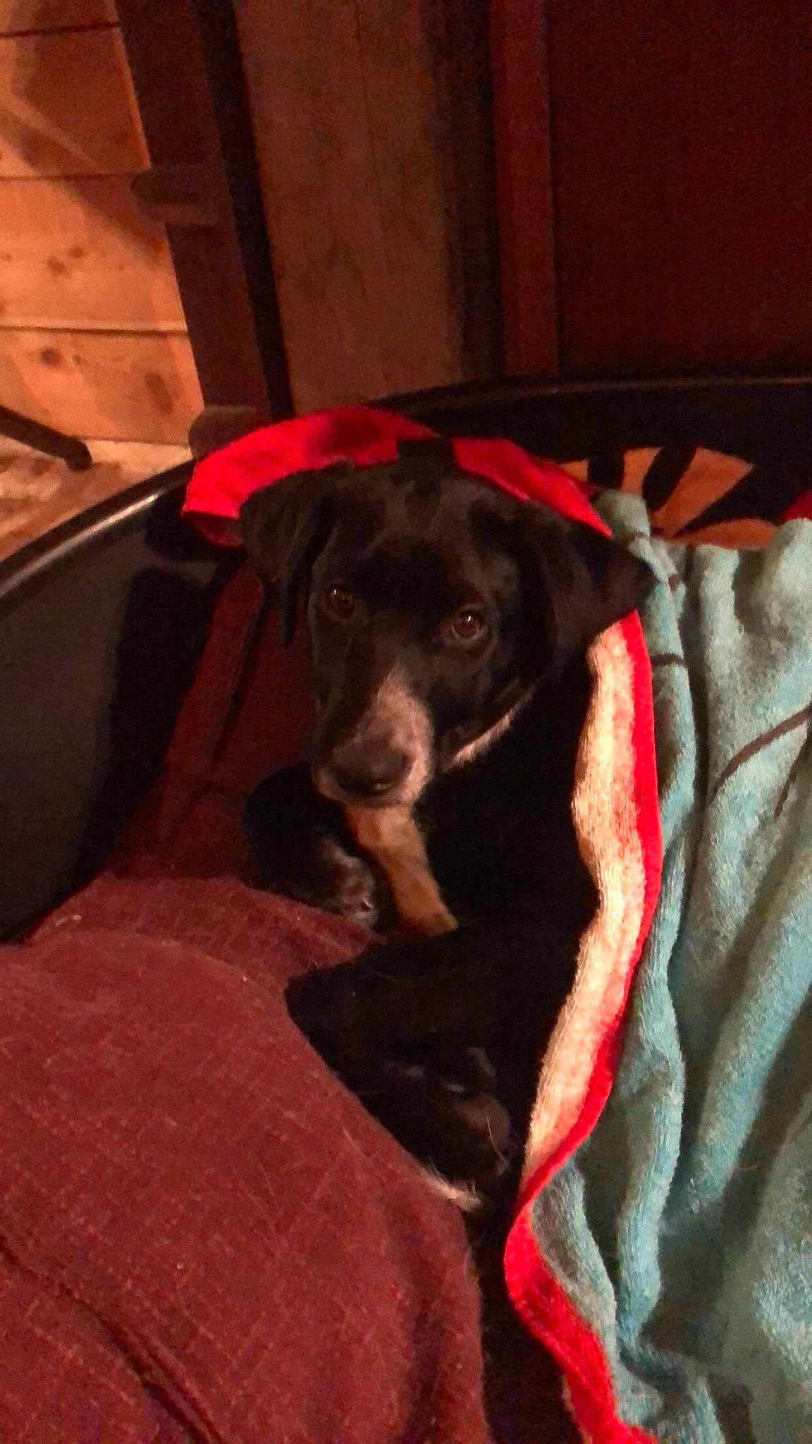 Pongo participe au concours pour gagner de l'argent avec cette photo : beagador, borador, canidae, carnivore, dog, dog_breed, labrador_retriever, mammal, pointer, puppy, snout, sporting_group, vizsla