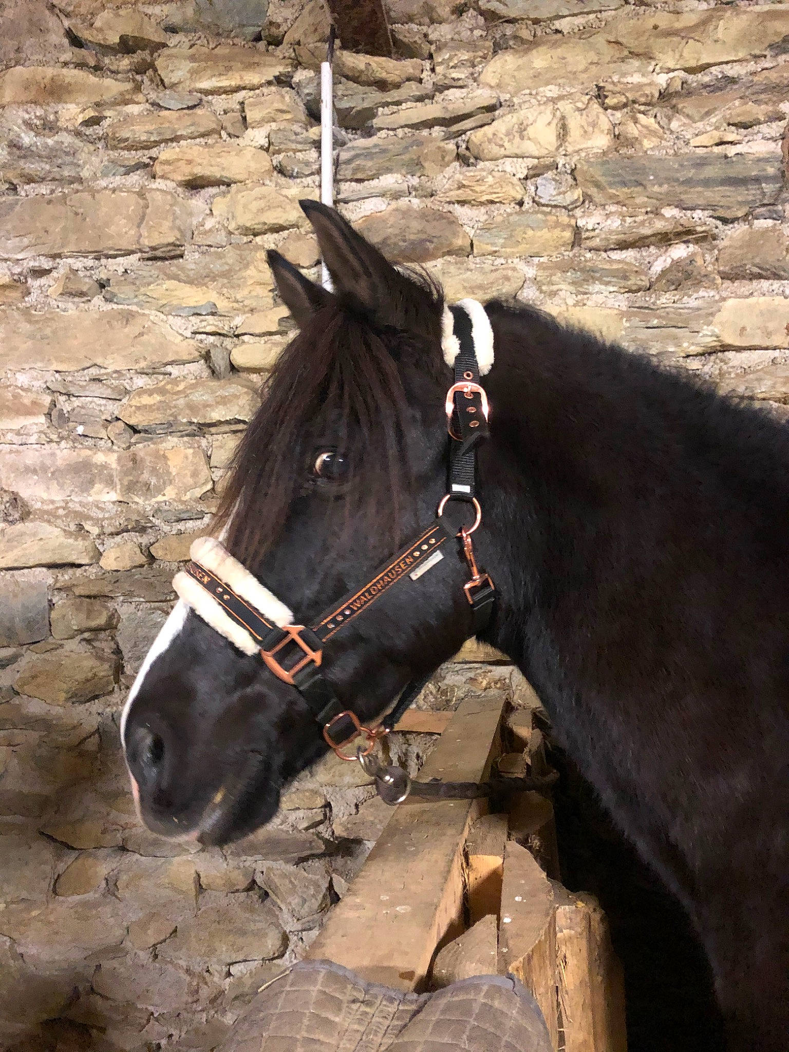 Ténor participe au concours pour gagner de l'argent avec cette photo : bit, bridle, halter, horse, horse_harness, horse_supplies, horse_tack, liver, mammal, mane, mare, mustang_horse, pack_animal, rein, snout, stallion, vertebrate