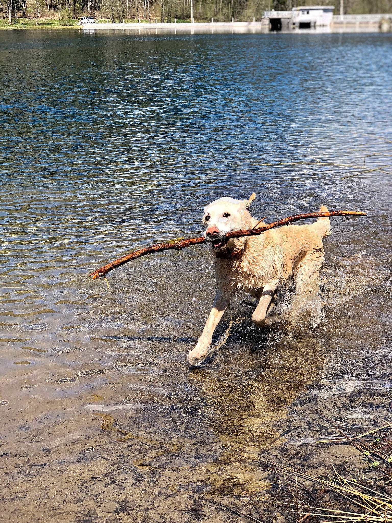 Sango a rejoint le concours — aidez-le/la à gagner de superbes lots ! canidae, carnivore, dog, dog_breed, golden_retriever, goldendoodle, hunting_dog, labrador_retriever, lake, leash, mammal, retriever, river, sporting_group, tail, water, working_dog