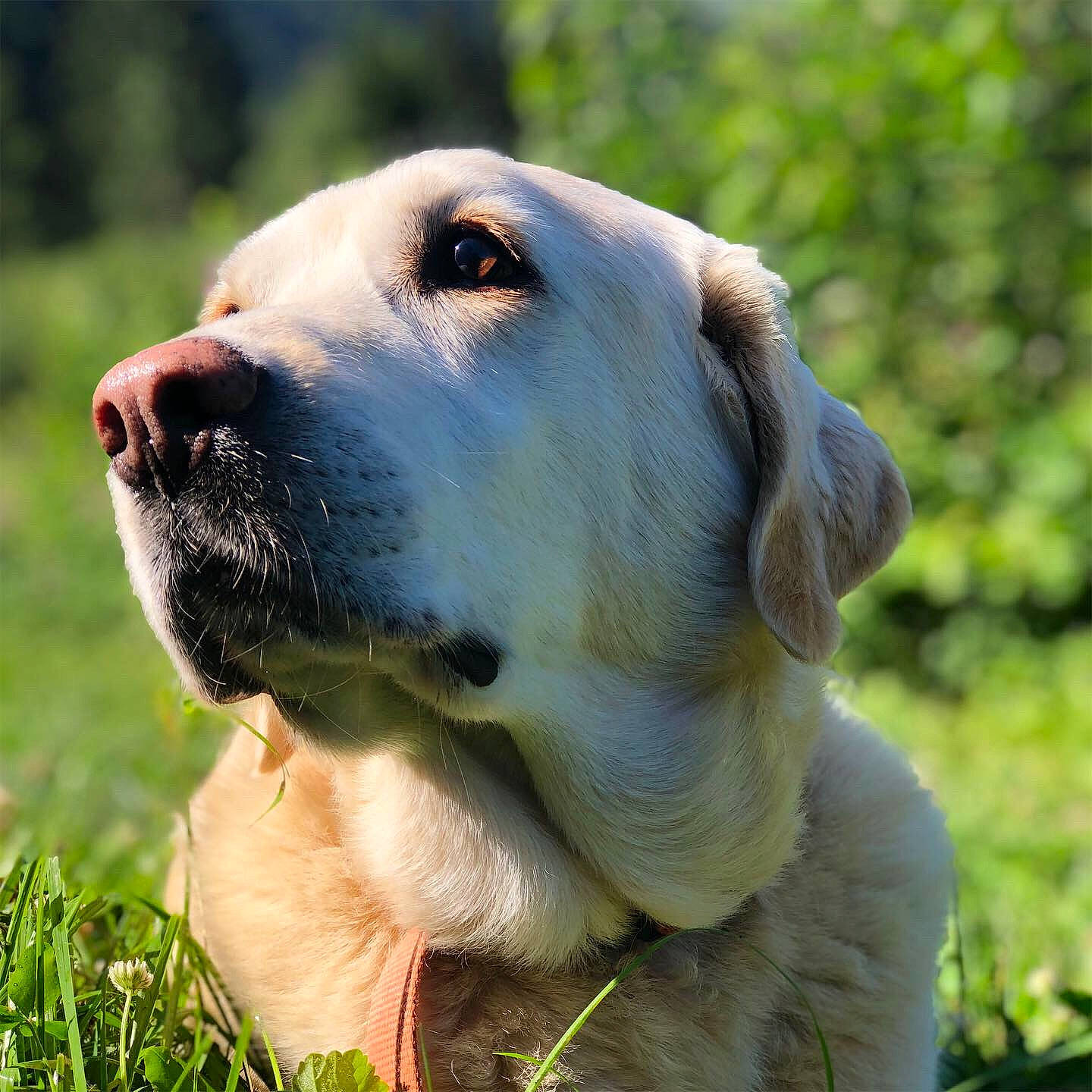 Sango participe au concours pour gagner de l'argent avec cette photo : anatolian_shepherd_dog, ancient_dog_breeds, broholmer, canidae, carnivore, companion_dog, dog, dog_breed, fawn, golden_retriever, grass, hunting_dog, labrador_retriever, mammal, retriever, snout, sporting_group, vertebrate