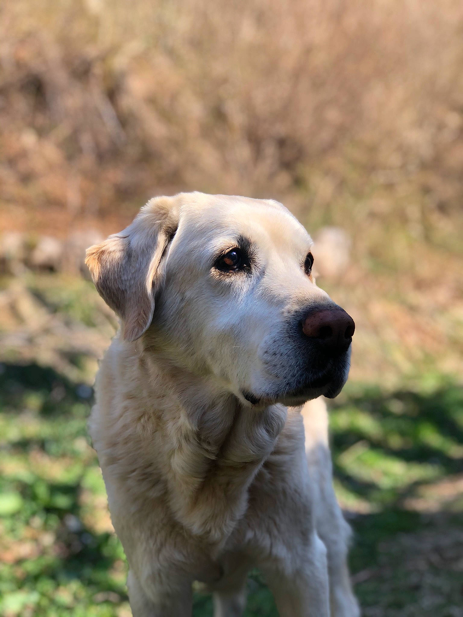 Sango participe au concours pour gagner de l'argent avec cette photo : akbash_dog, anatolian_shepherd_dog, canidae, carnivore, companion_dog, dog, dog_breed, fawn, golden_retriever, labrador_retriever, livestock_guardian_dog, mammal, retriever, snout, sporting_group, vertebrate