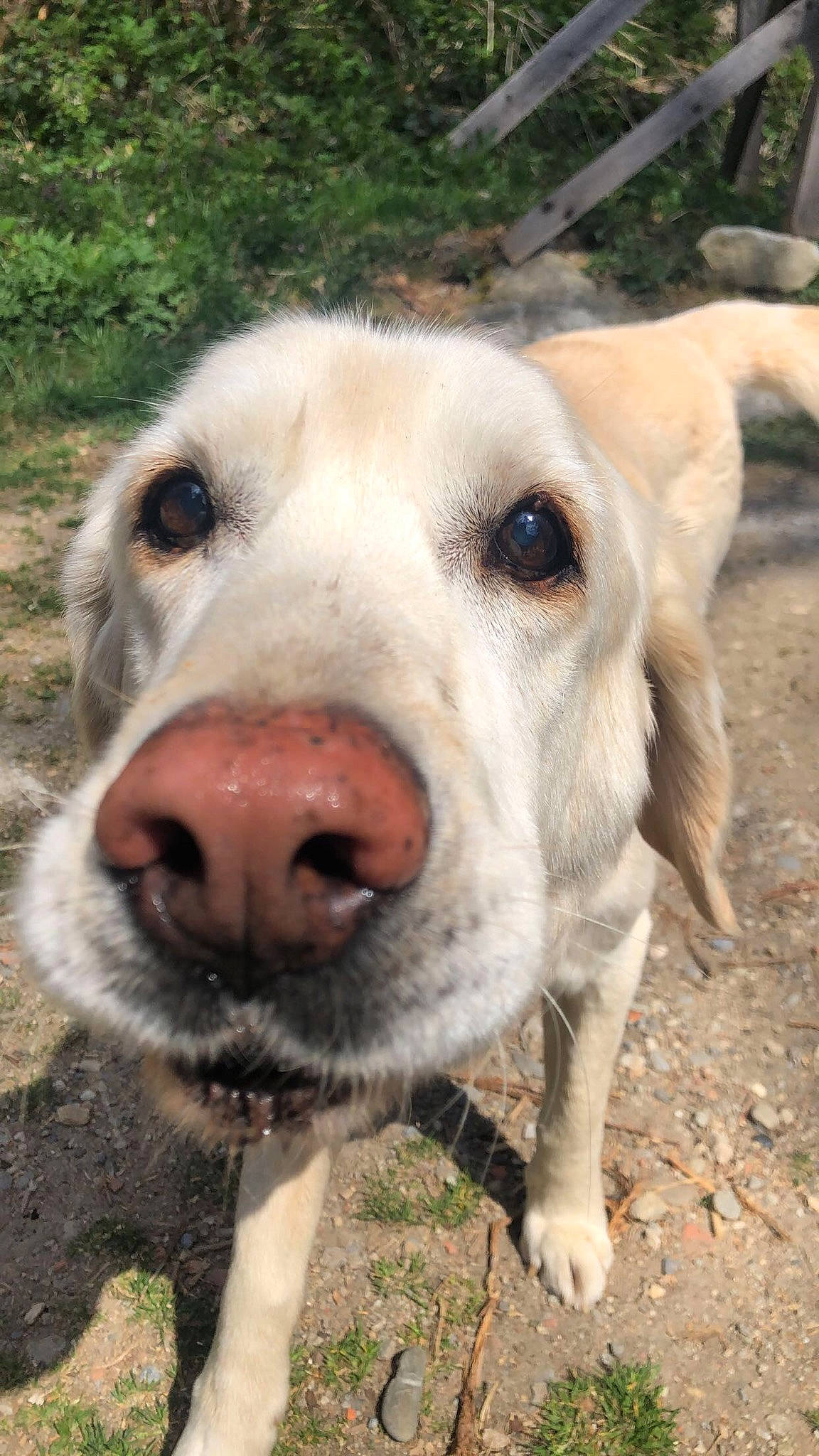 Sango a rejoint le concours — aidez-le/la à gagner de superbes lots ! canidae, carnivore, companion_dog, dog, dog_breed, fawn, hunting_dog, labrador_retriever, mammal, nose, retriever, snout, sporting_group, street_dog, vertebrate, whiskers