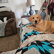 Bodie joined the competition — help win amazing prizes! dog, living_room, couch, blanket, pillow, lamp, recliner, carpet, wall_art, throw_blanket, brown_furniture, sleeping_dog, alert_dog, indoor, pet, cozy, decor, resting, animal, home