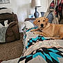 dog, living_room, couch, blanket, pillow, lamp, recliner, carpet, wall_art, throw_blanket, brown_furniture, sleeping_dog, alert_dog, indoor, pet, cozy, decor, resting, animal, home