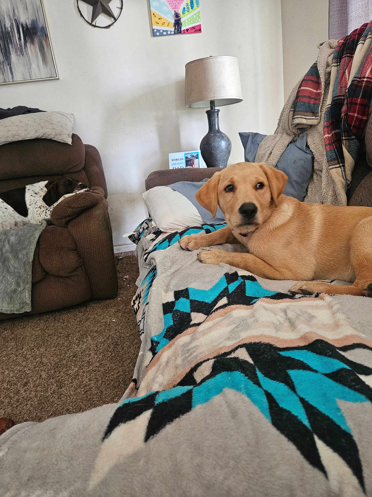 Bodie joined the competition — help win amazing prizes! dog, living_room, couch, blanket, pillow, lamp, recliner, carpet, wall_art, throw_blanket, brown_furniture, sleeping_dog, alert_dog, indoor, pet, cozy, decor, resting, animal, home