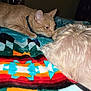 Biscuit joined the competition — help win amazing prizes! animal, bedroom, blanket, cat, closeup, collar, companion, cozy, curious, dog, domestic, fluffy_dog, friendship, furniture, indoor, orange_cat, patterned_blanket, pet, resting, sniffing