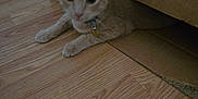 Biscuit is registered to the contest to win money with this photo: animal, box, brown_cat, cardboard_box, cat, collar, curious, cute, domestic_cat, feline, floor, hiding, house_pet, indoor, kitten, pet, playing, resting, wooden_floor, young_cat