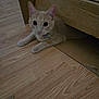 animal, box, brown_cat, cardboard_box, cat, collar, curious, cute, domestic_cat, feline, floor, hiding, house_pet, indoor, kitten, pet, playing, resting, wooden_floor, young_cat