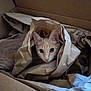cat, brown_cat, cardboard_box, packing_paper, curious, wide_eyes, pet, animal, indoor, cozy, crumpled_paper, feline, whiskers, ears, face, looking, cute, resting, hidden, playful