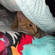 Biscuit is registered to the contest to win money with this photo: animal, blanket, cat, closeup, colorful, comfort, cozy, cute, fabric, fur, furry, hidden, indoor, orange_cat, pet, quilt, resting, soft, texture, warm