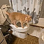 Biscuit is registered to the contest to win money with this photo: animal, bathmat, bathroom, cat, cleaning, curiosity, curious, domestic_animal, feline, fur, household, indoor, orange_tabby, pet, shower_curtain, tile_floor, toilet, towel, trash_can, white