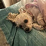 animal, bed, blanket, collar, cozy, curly_fur, cute, dog, domestic_animal, fur, indoor, lying_down, pet, pillow, relaxed, resting, sleepy, small_dog, snuggling, white_dog