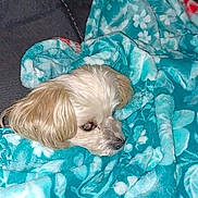 Precious joined the competition — help win amazing prizes! animal, blanket, blue_blanket, canine, comfort, couch, cozy, cute, dog, domestic_animal, face, floral_pattern, fur, head, indoor, pet, relaxation, resting, sleepy, small_dog