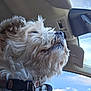 blue_sky, canine, car_interior, close_up, clouds, collar, companion, daytime, dog, fluffy, fur, leash, pet, profile, seat, sky, sunlight, travel, vehicle, window