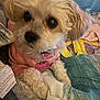 animal, bed, blanket, closeup, companion, cozy, curious, cute, dog, domestic_animal, fur, indoor, paw, pet, pink_sweater, quilt, resting, small_dog, soft, tag