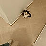 cat, calico_cat, floor, tile_floor, corner, wall, shoes, sneakers, jeans, person, indoor, looking_up, curious, pet, animal, domestic_animal, white, brown, black, beige