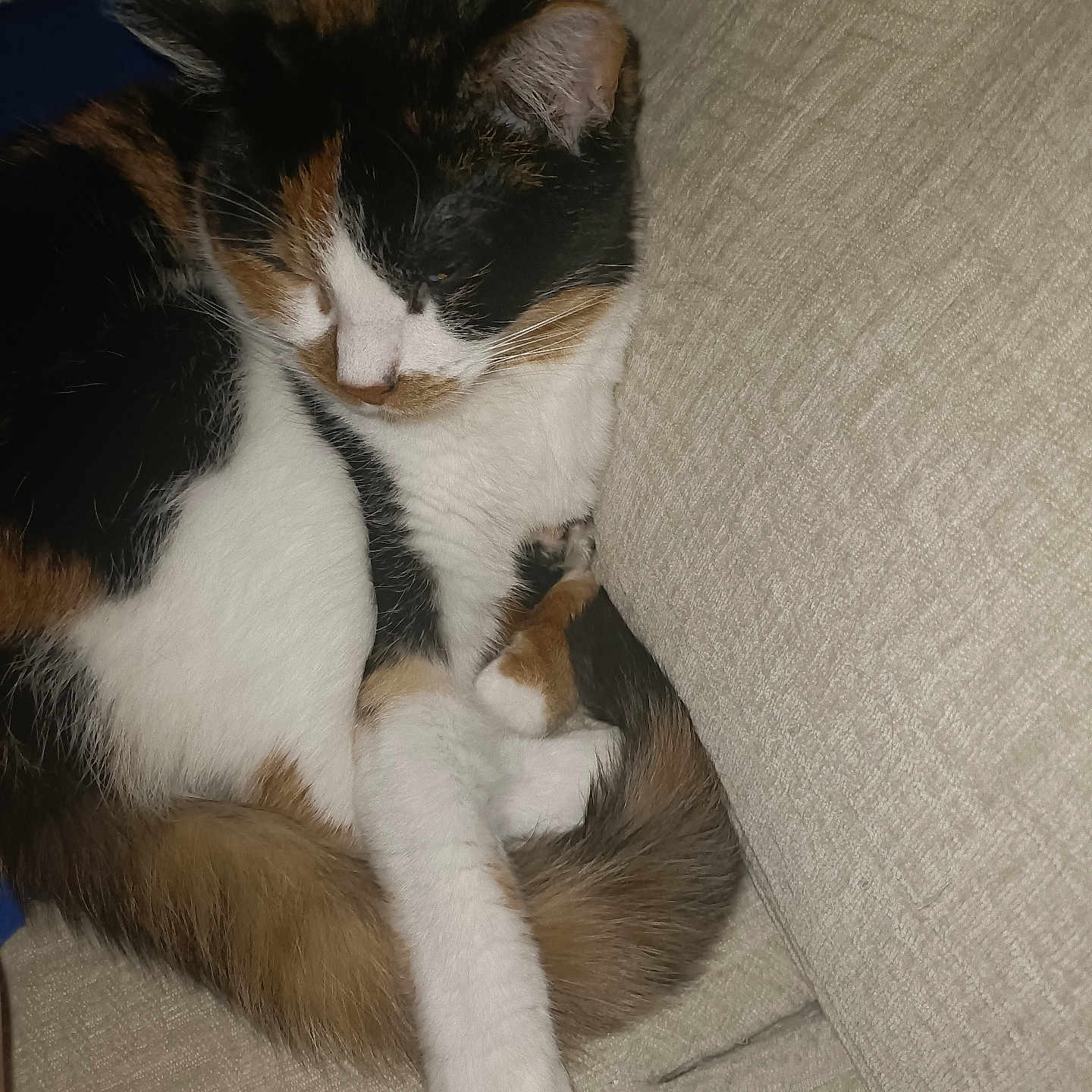Saphir a rejoint le concours — aidez-le/la à gagner de superbes lots ! cat, calico, sleeping, curled_up, feline, pet, indoor, resting, couch, furniture, cozy, fur, whiskers, paw, tail, relaxed, closeup, domestic_animal, cute, companion