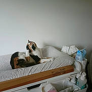 Saphir participe au concours pour gagner de l'argent avec cette photo : cat, calico_cat, pet, animal, changing_pad, dresser, baby_supplies, bottle, diapers, container, white, furniture, indoor, cozy, resting, fur, calm, minimalistic, home, soft