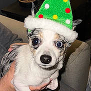 Dash joined the competition — help win amazing prizes! dog, puppy, christmas_hat, festive, pet, indoor, person, hand, white_fur, black_spots, cute, wide_eyes, small_dog, sitting, cozy, holiday, decorative_hat, living_room, couch, glasses