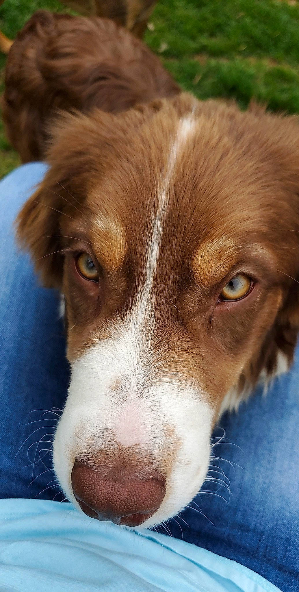 Prince Zuko is registered to the contest to win money with this photo: carnivore, close_up, companion_dog, dog, dog_breed, fawn, fur, liver, snout, sporting_group, terrestrial_animal, whiskers